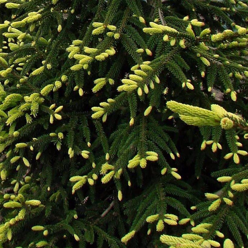 Picea orientalis Aureospicata (Follaje)