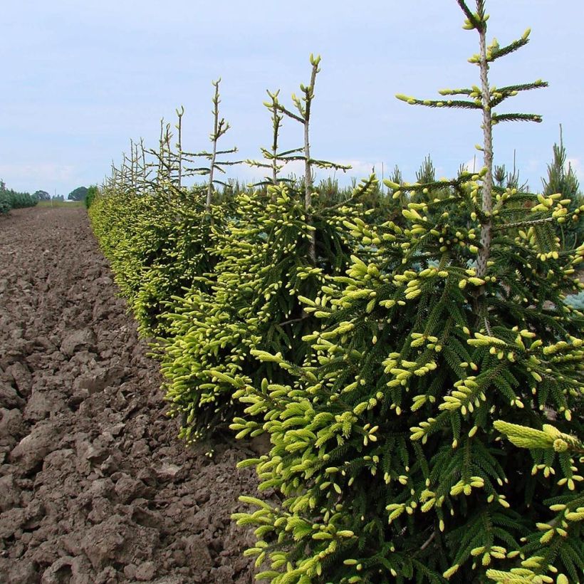 Picea orientalis Aureospicata (Porte)