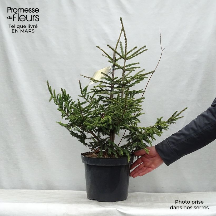 Picea orientalis Aureospicata - Sapinette d'Orient Pot de 7,5L Ejemplar entregado en invierno