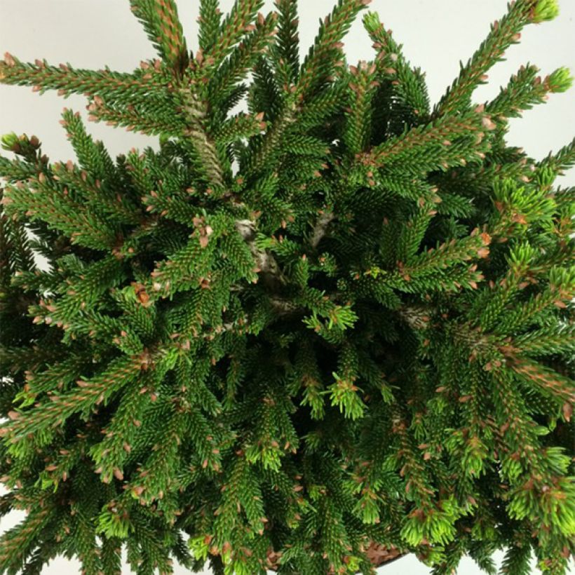 Picea orientalis Barnes (Follaje)