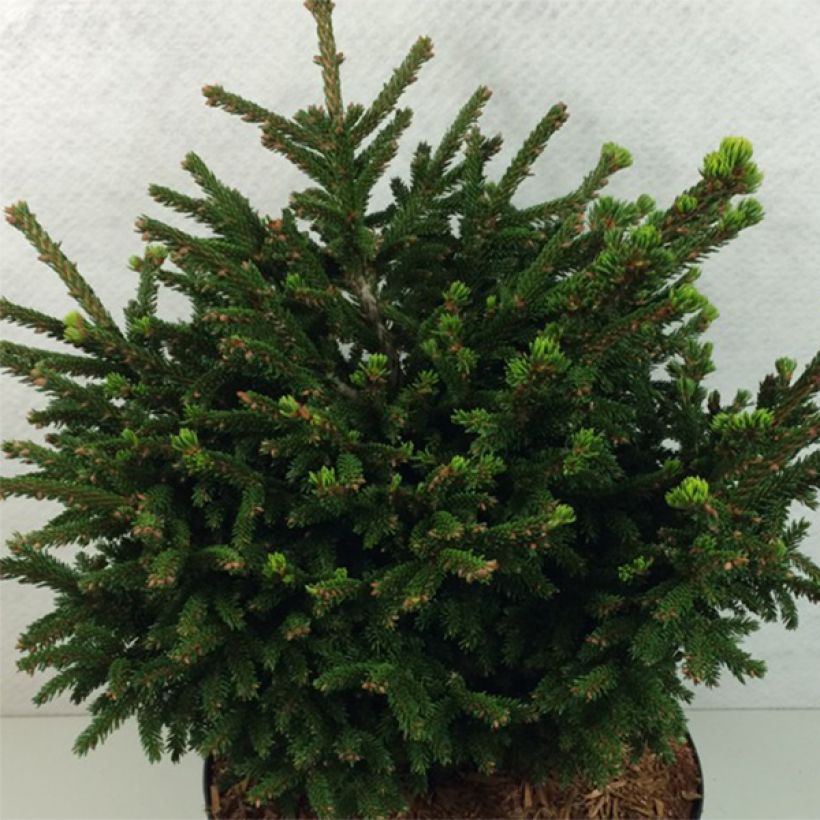 Picea orientalis Barnes (Porte)