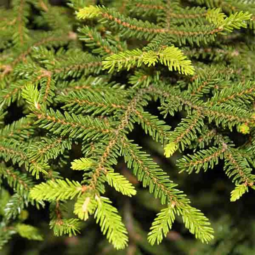 Picea orientalis Gracilis (Follaje)