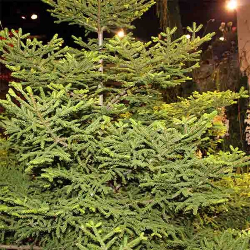 Picea orientalis Gracilis (Porte)