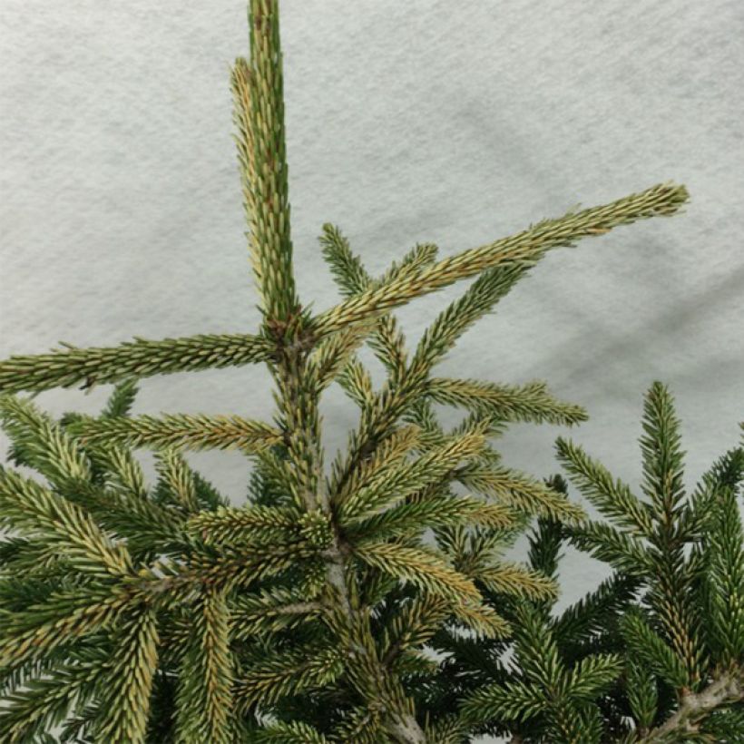 Picea orientalis Silver Seedling (Follaje)