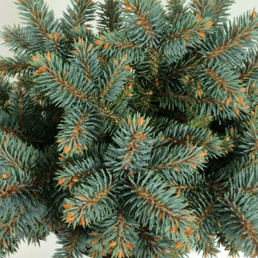 Picea pungens Blaukissen - Pícea de Colorado (Follaje)