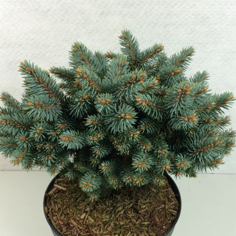 Picea pungens Blaukissen - Pícea de Colorado (Porte)