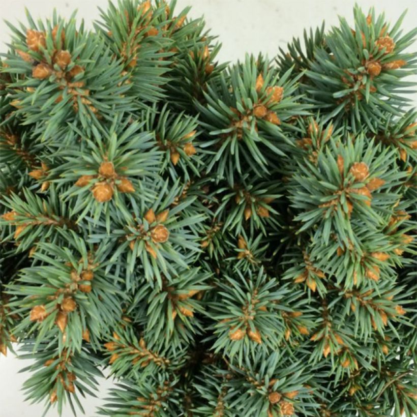 Picea pungens Brynek - Pícea de Colorado (Follaje)