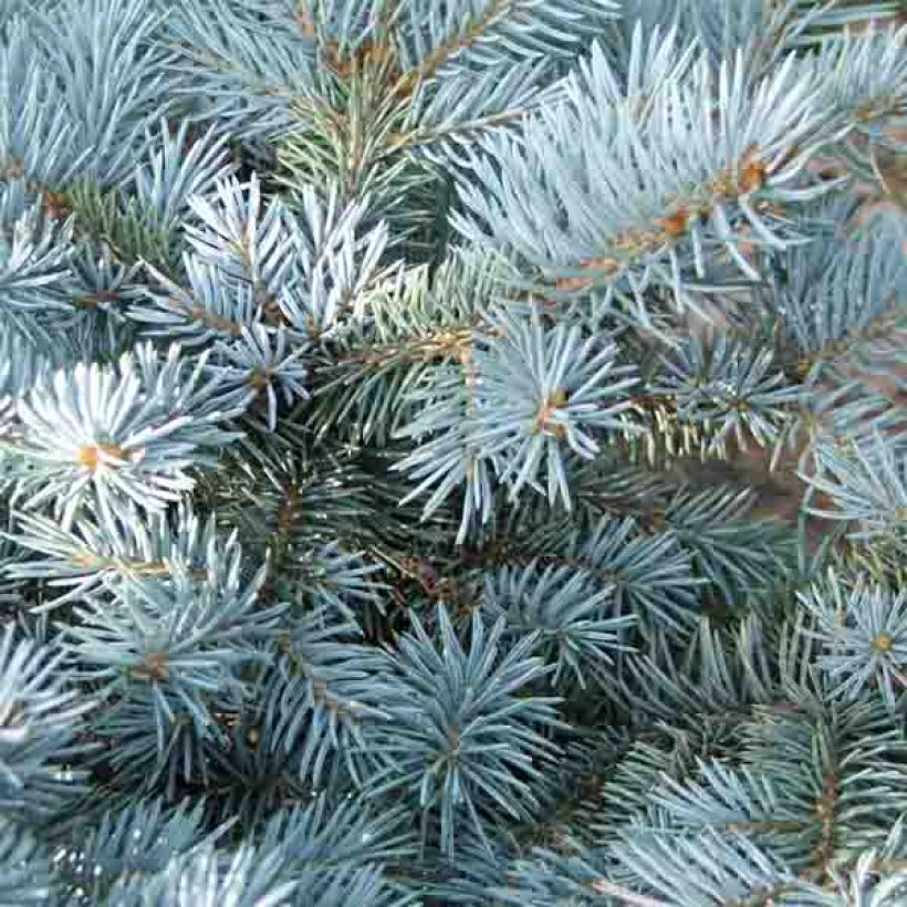 Picea pungens Glauca Globosa - Pícea de Colorado (Follaje)