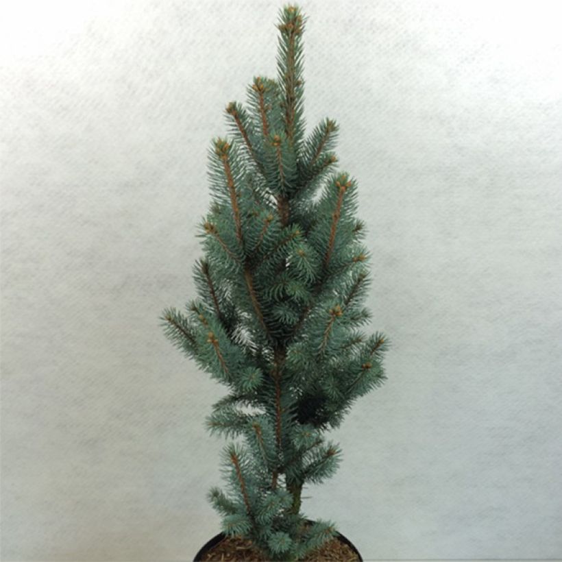 Picea pungens Iseli Fastigiate - Pícea de Colorado (Porte)