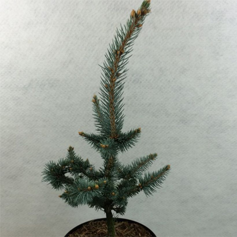 Picea pungens Iseli Foxtail - Pícea de Colorado (Porte)