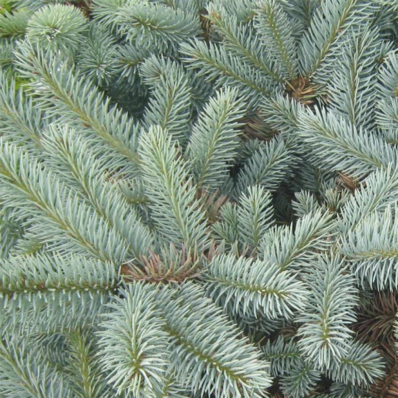 Picea pungens Jeddeloh - Pícea de Colorado (Follaje)