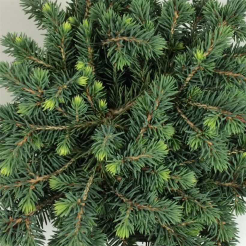 Picea pungens Kuba - Pícea de Colorado (Follaje)