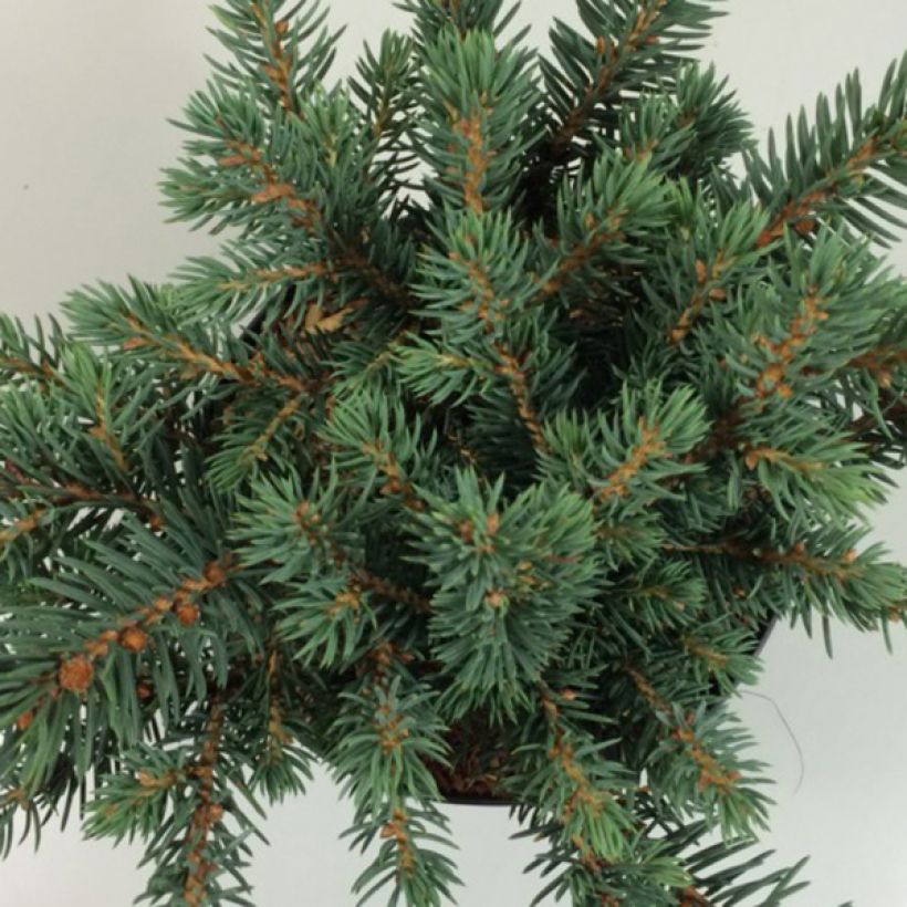 Picea pungens Sonia - Pícea de Colorado (Follaje)