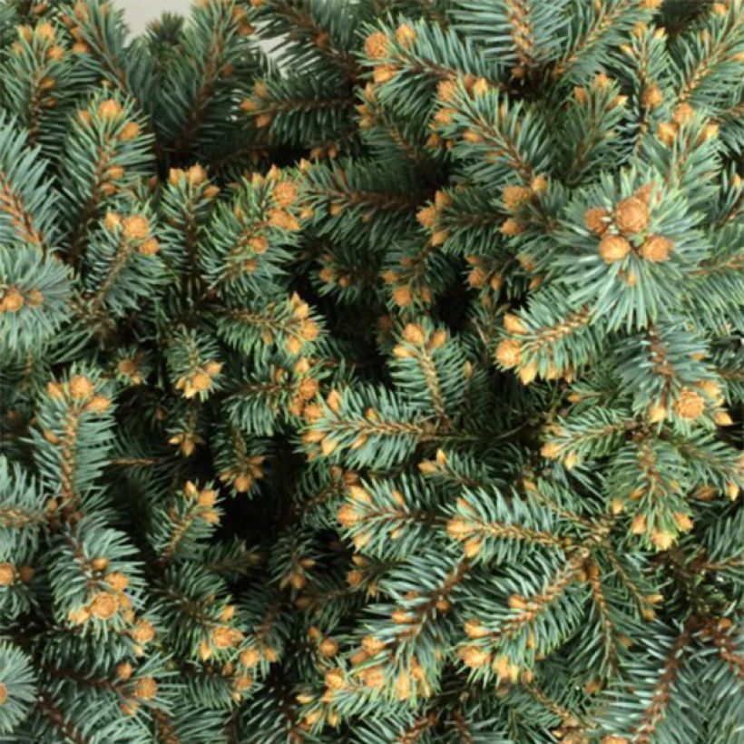 Picea pungens Thuem - Pícea de Colorado (Follaje)