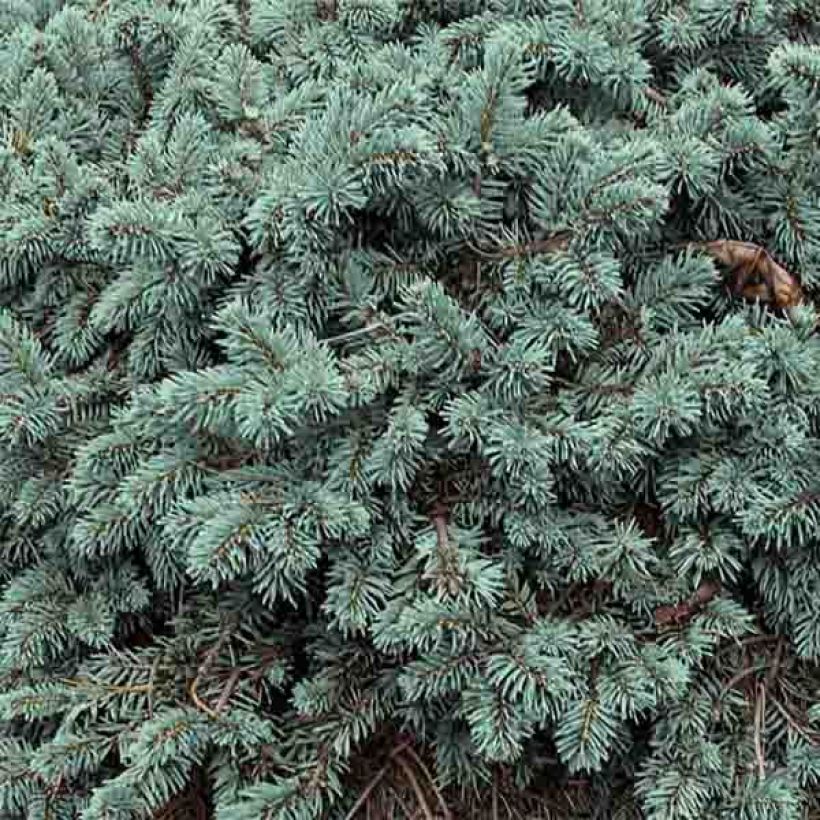 Picea pungens Waldbrunn - Pícea de Colorado (Follaje)