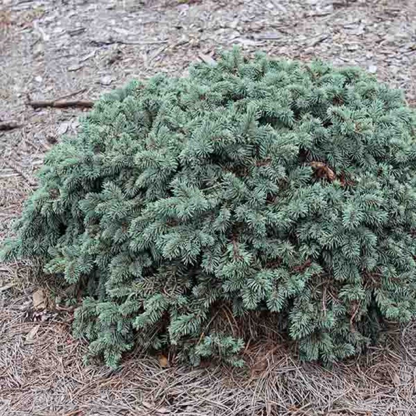 Picea pungens Waldbrunn - Pícea de Colorado (Porte)