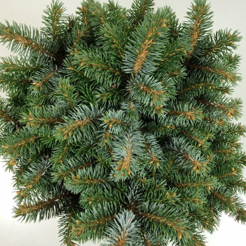 Picea sitchensis Rom - Pícea de Sitka (Follaje)