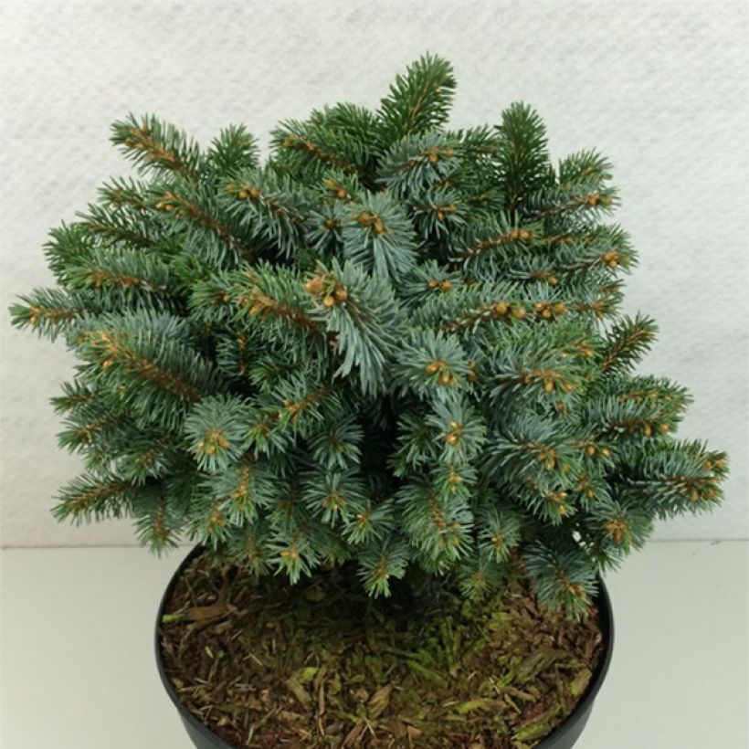 Picea sitchensis Rom - Pícea de Sitka (Porte)