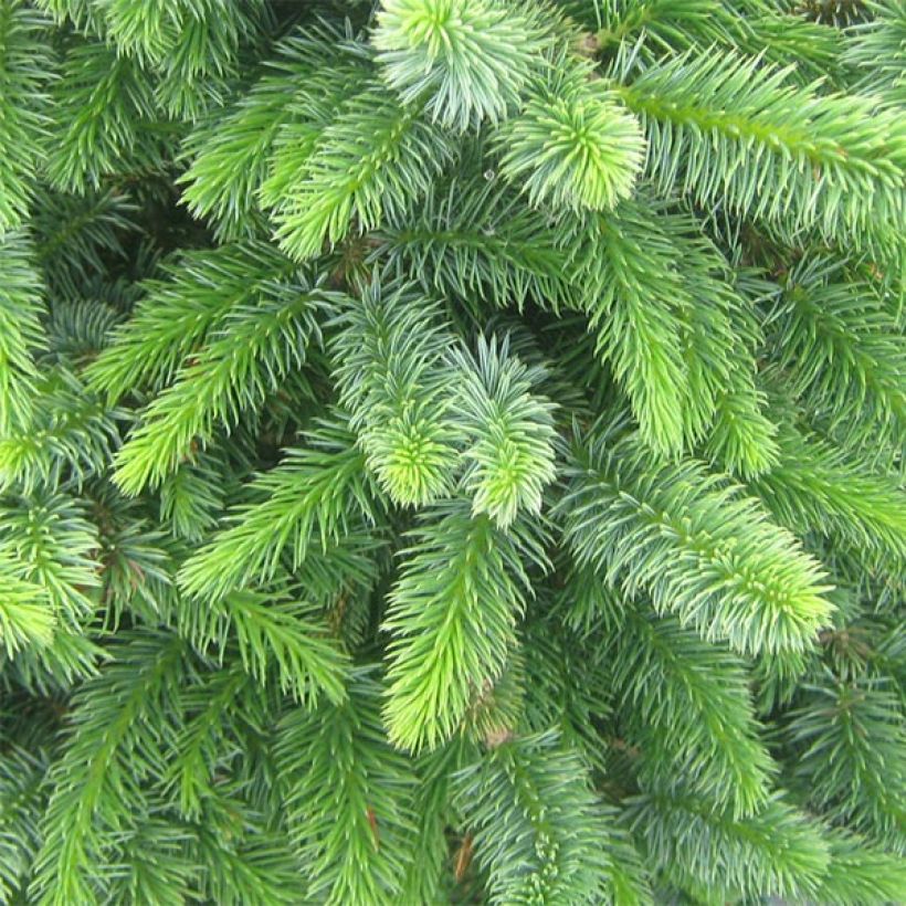 Picea sitchensis Sugarloaf - Pícea de Sitka (Follaje)