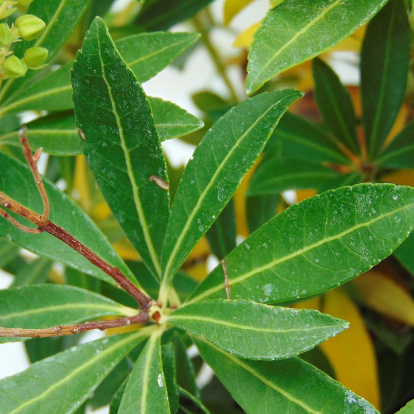 Pieris japonica Debutante - Andrómeda (Follaje)