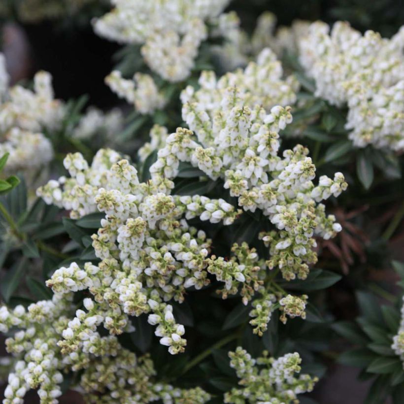 Pieris japonica Debutante - Andrómeda (Floración)