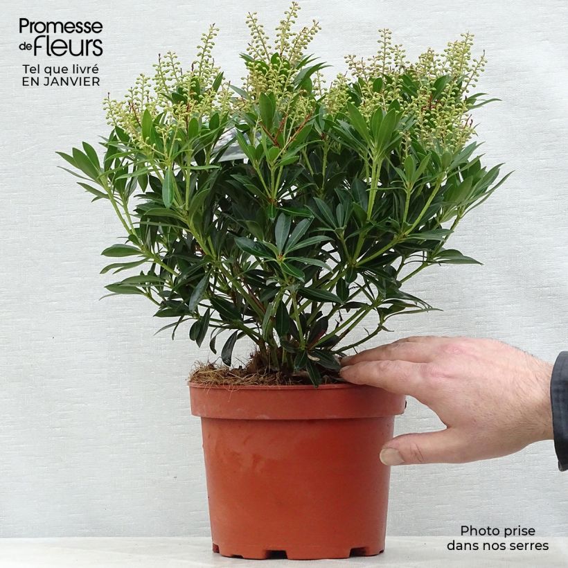 Pieris japonica Debutante - Andromède du Japon en pot de 2/3L Ejemplar entregado en invierno