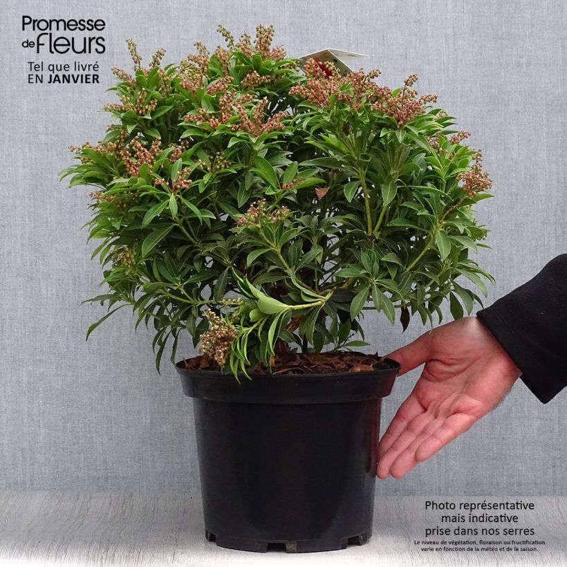 Pieris japonica Debutante - Andromède du Japon en pot de 4L/5L Ejemplar entregado en invierno