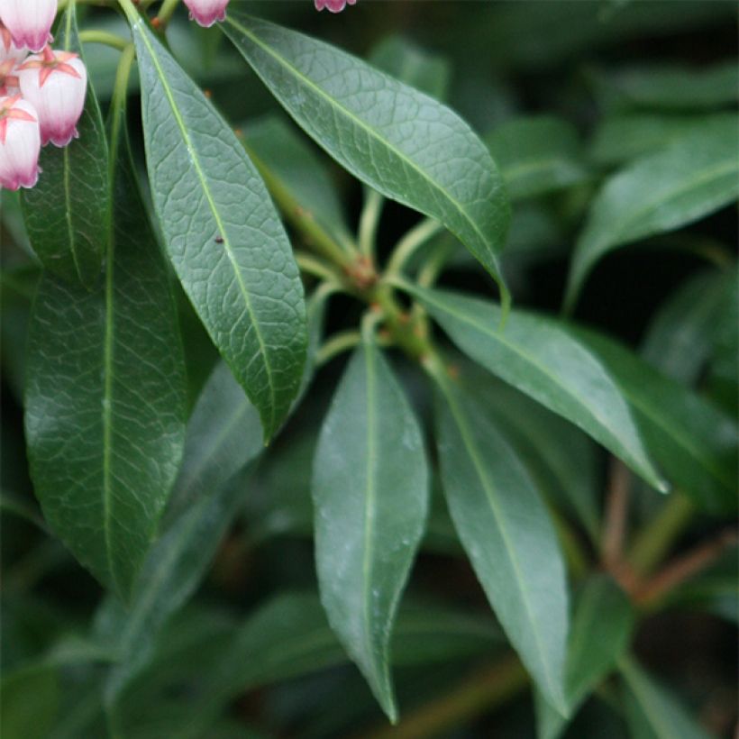 Pieris japonica Katsura - Andrómeda (Follaje)