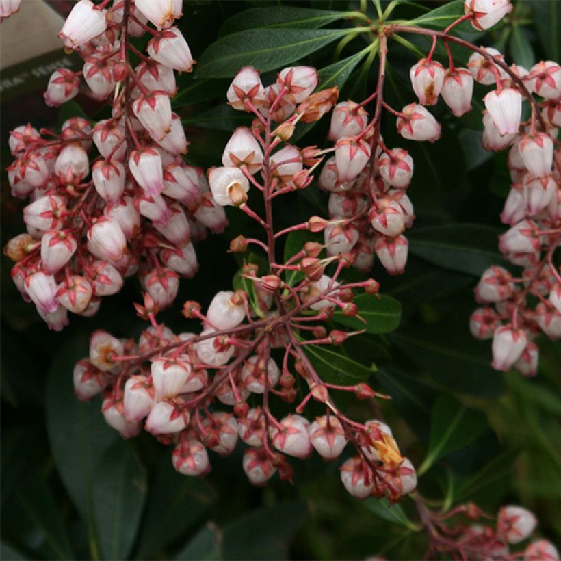 Pieris japonica Katsura - Andrómeda (Floración)