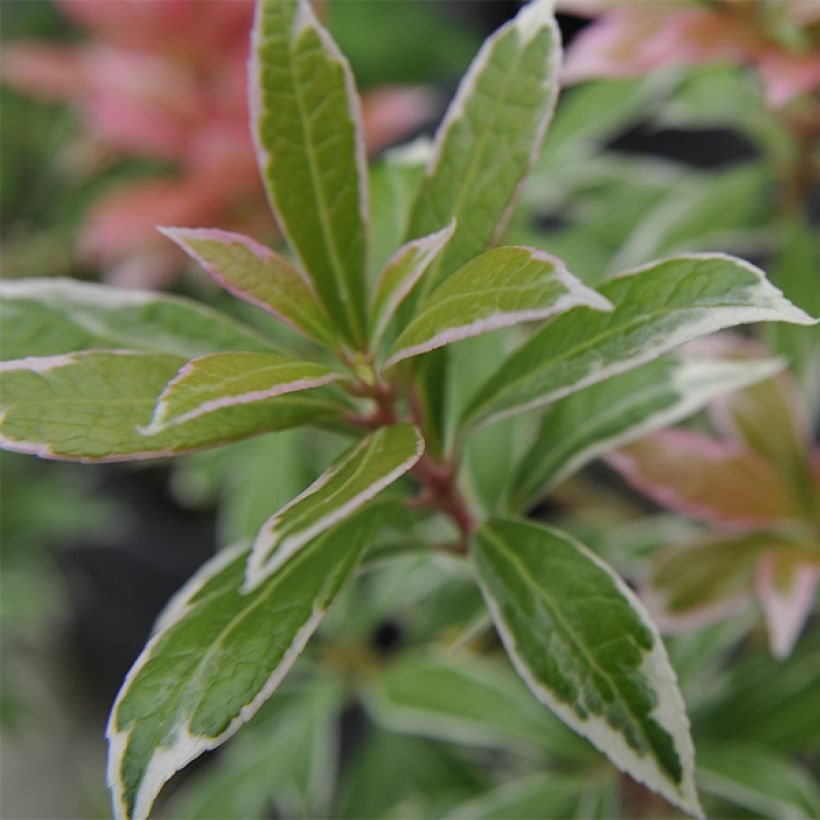 Pieris japonica Little Heath - Andrómeda (Follaje)