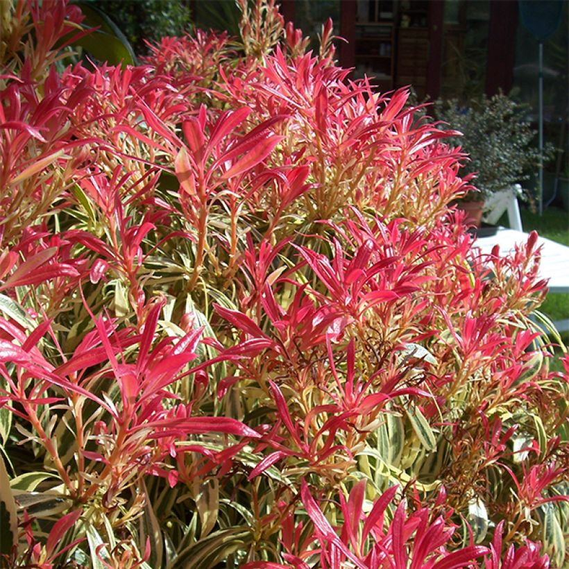 Pieris japonica Little Heath - Andrómeda (Porte)