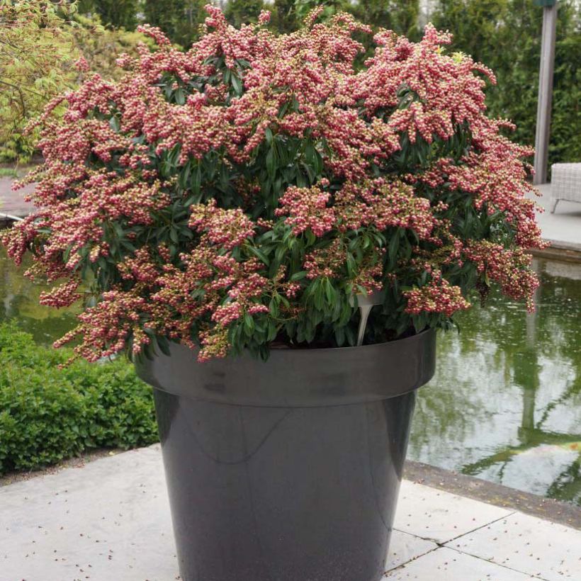 Pieris japonica Passion - Andrómeda (Porte)