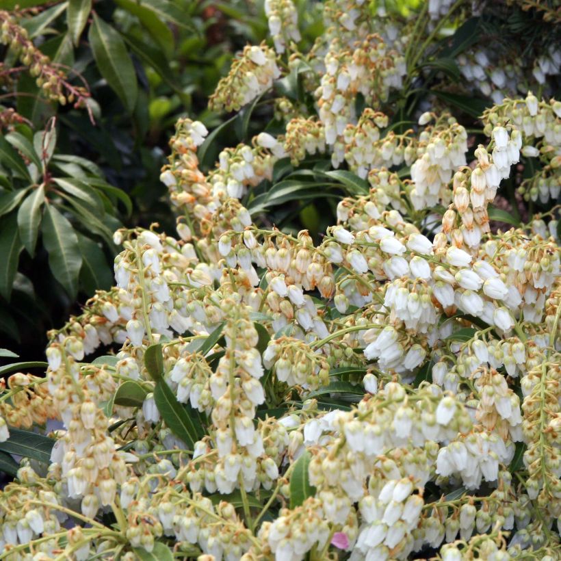 Pieris japonica Purity - Andrómeda (Floración)