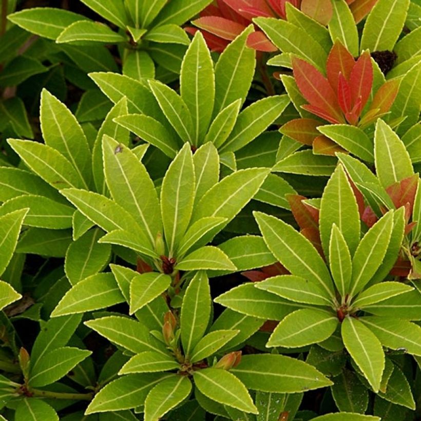 Pieris japonica Sarabande - Andrómeda (Follaje)