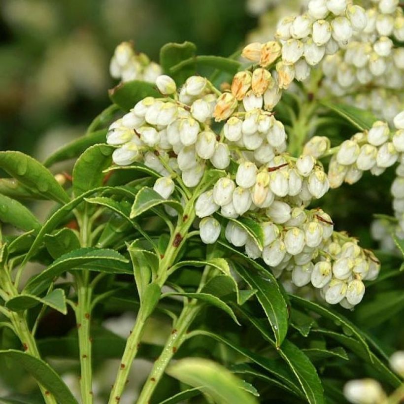 Pieris japonica Sarabande - Andrómeda (Floración)