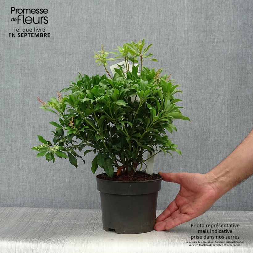 Ejemplar de Andromède du Japon - Pieris Pink Passion Pot de 2L/3L entregado en otoño