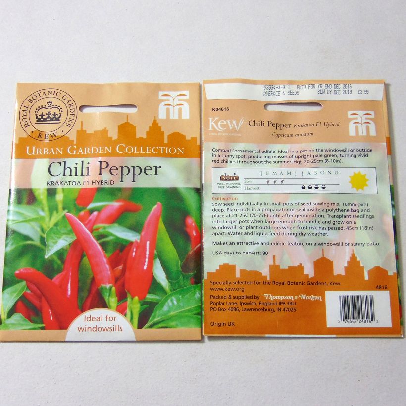 Ejemplo de ejemplar de Piment Krakatoa - Capsicum annuum Graines tal y como se entrega