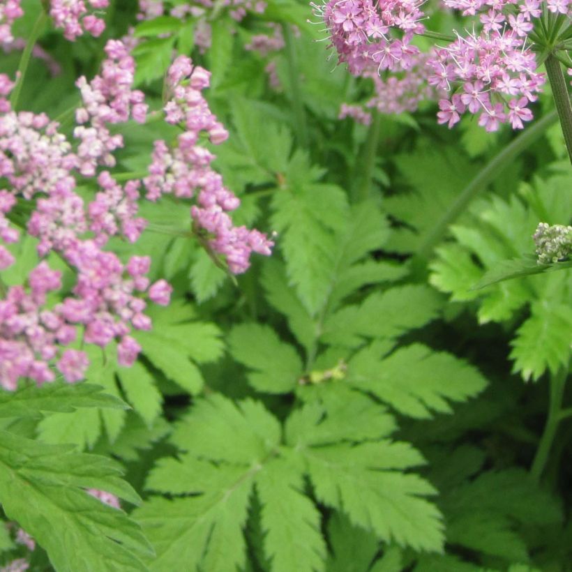 Pimpinella major Rosea (Follaje)