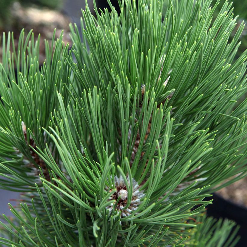 Pinus heldreichii Malinkii - Pino de los Balcanes (Follaje)