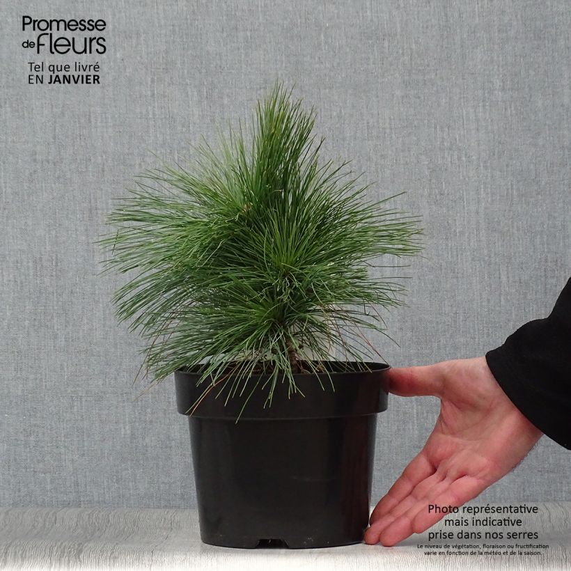 Pin - Pinus schwerinii Wiethorst en pot de 2l/3l Ejemplar entregado en invierno