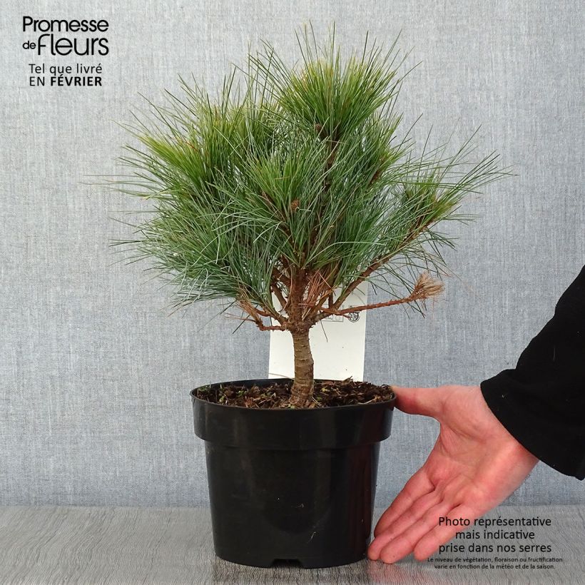 Pin Weymouth - Pinus strobus Blue Shag en pot de 2l/3l Ejemplar entregado en invierno