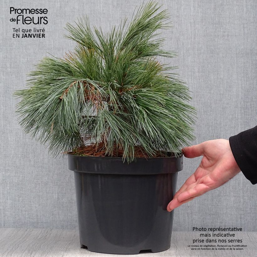 Pin Weymouth - Pinus strobus Blue Shag en pot de 7,5l/10l Ejemplar entregado en invierno