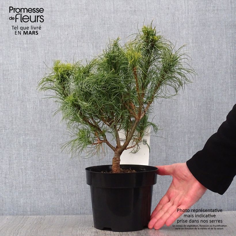 Pin Weymouth - Pinus strobus Tiny Kurls Pot de 2L/3L Ejemplar entregado en invierno