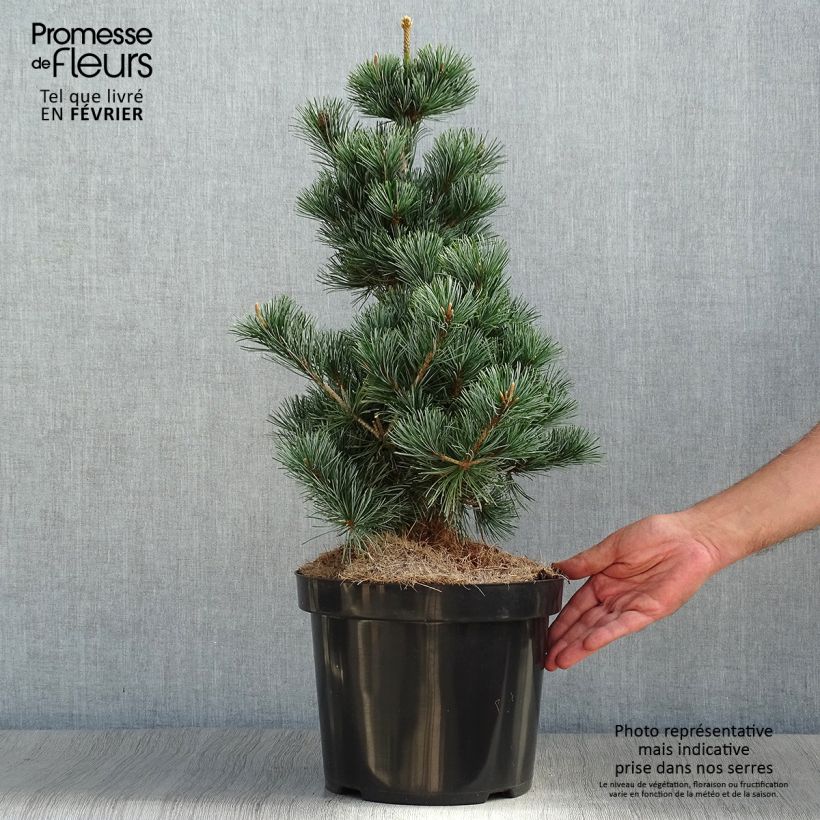 Ejemplar de Pin blanc des japonais - Pinus parviflora Tempelhof Pot de 7,5L/10L entregado en otoño