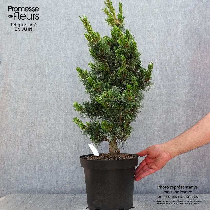 Pino blanco japonés Bergman - Pinus parviflora Maceta 7,5L/10LAltura de entrega aprox. 40/50cm Ejemplar entregado en la primavera