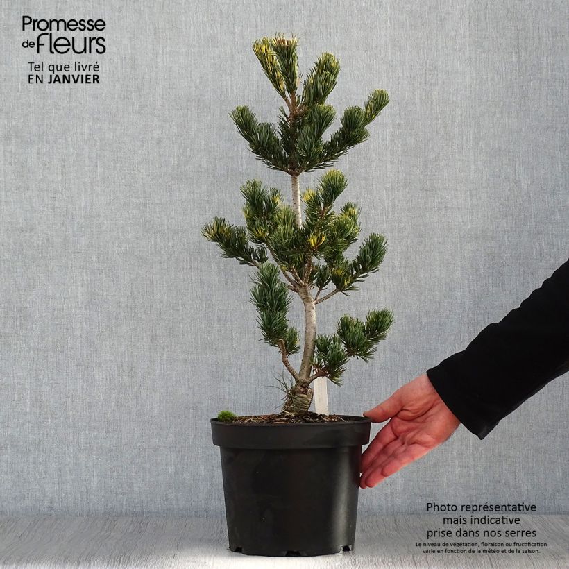 Pin blanc du Japon - Pinus parviflora Fukai  Pot de 4L/5L Ejemplar entregado en invierno