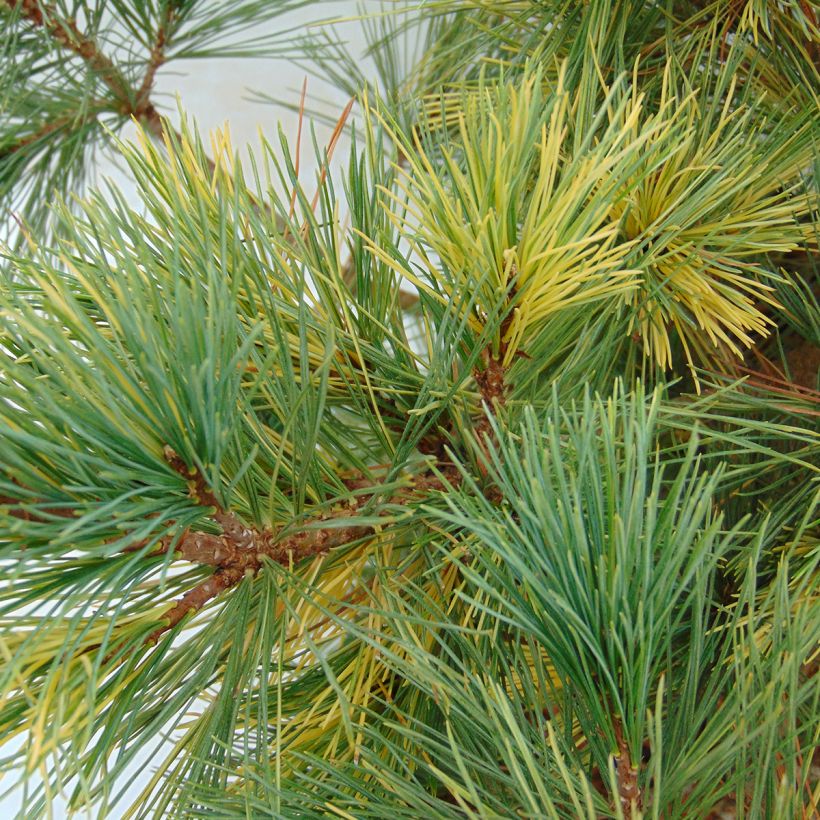 Pinus peuce Aureovariegata - Pino de Macedonia (Follaje)