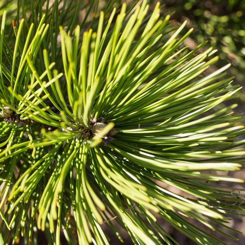 Pinus heldreichii Compact Gem - Pino de los Balcanes (Follaje)