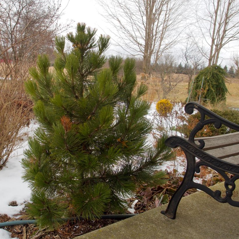 Pinus heldreichii Compact Gem - Pino de los Balcanes (Porte)