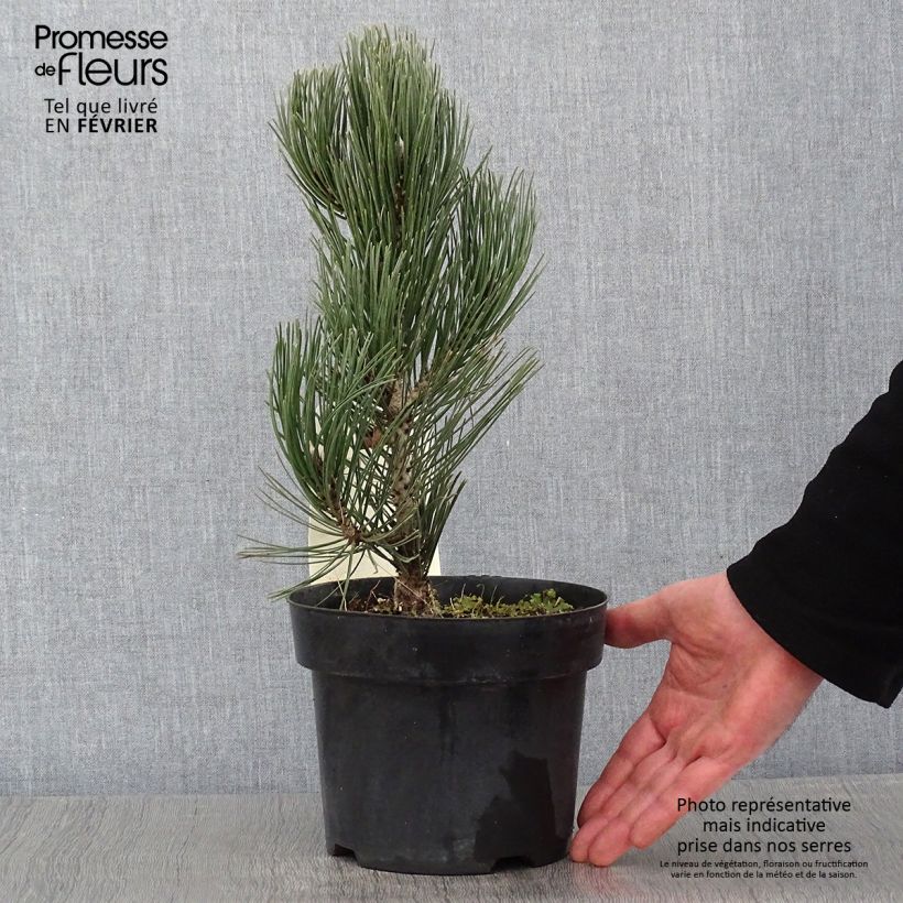 Pin de bosnie - Pinus heldreichii (leucodermis) Compact Gem en pot de 2/3L Ejemplar entregado en invierno